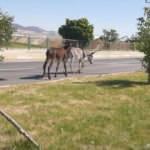 Yola &ccedil;ıkan eşekler kazaya neden oldu