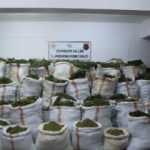 4 milyon 623 bin k&ouml;k kenevir ele ge&ccedil;irildi