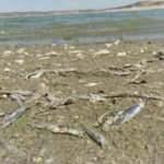 Barajda sular çekildi, binlerce balık sıcaktan öldü!