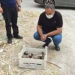 G&ouml;zleri a&ccedil;ılmamış yavru k&ouml;pekler, kasa ile &ouml;l&uuml;me terk edildi