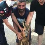 Jandarma ekipleri sıcaktan yorgun düşen yavru geyiği kurtardı