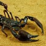 Akrep sokması sonucu 2 kişi hastanelik oldu