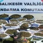 Balıkesir'de jandarma 318 kilogram esrar yakaladı