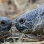 Konaklar köyünün sevimli misafirleri: Kara kaplumbağaları