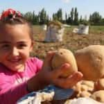 Patates tarlalarında çalışmak için binlerce kilometre uzaktan geliyorlar