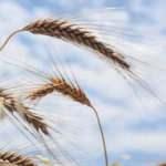 TMO buğday ve arpa fiyatlarını açıkladı