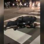 ABD’nin Portland kentindeki protestolarda polis şiddeti