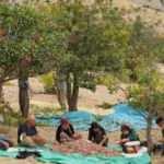 Dedelerinin diktiği fıstık ağa&ccedil;ları torunlarına gelir kaynağı oldu