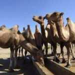 İlk kez duyacaksınız! Hayvanlar hakkında şaşırtan ger&ccedil;ekler!