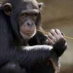 İsviçre maymunlara "temel hak" verilmesi için referanduma gidiyor