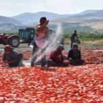 Kurutmalık domates çiftçiye gelir, işçiye istidam oldu