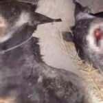 Vahşet! İşkence edilerek &ouml;ld&uuml;r&uuml;len eşeğin g&ouml;zleri oyulmuş