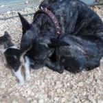 Köpek yavru kediyi emzirip, ona annelik yapıyor