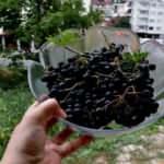 "Süper meyve" Trabzon'da üreticilerin gelir kapısı olacak