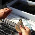 1915 &Ccedil;anakkale K&ouml;pr&uuml;s&uuml;'n&uuml;n yapımında deniz canlıları duyarlılığı