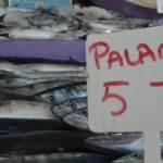 Palamut 5 liraya kadar düştü