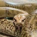 Su&ccedil; &ouml;rg&uuml;t&uuml;nden mağdurlara pitonlu işkence