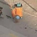 Temizlik işçisi yanına gelen kargayı elleriyle besledi