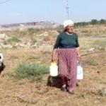 Yavru keçi sahibini annesi gibi görüyor