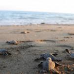 300 bin yavru kaplumbağanın denize ulaşma macerası