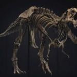 67 milyon yıllık T-rex iskeleti 31.85 milyon dolara alıcı buldu