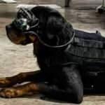 Köpeklere artırılmış gerçeklik gözlüğü!
