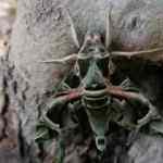 Nadir g&ouml;r&uuml;len Mekik Kelebeği Aydın'da g&ouml;r&uuml;ld&uuml;