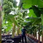 Uşak'ta kışın eksi 18 derecenin olduğu 1000 metre y&uuml;kseklikte muz &uuml;retimine başlandı