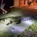 Mutfakta şaşırtan olay! Hayatının şokunu yaşadı!