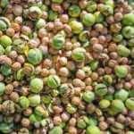 Tunceli'de tehlikeli ve zorlu ceviz hasadı