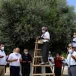 1300 yıllık ağa&ccedil;tan zeytin topladılar