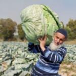 Dev lahanaların hasadı başladı