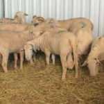 &Ccedil;anakkale'de 15 k&ouml;y karantinaya alındı