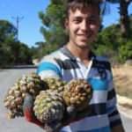 Kilosu tam 800 lira...Ölümü göze alıp fıstık gibi hasat