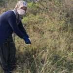 Dağlarda yetişiyor, faydası saymakla bitmiyor!