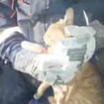 Depremde enkaz altında kalan kedi kurtarıldı