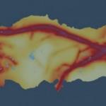 İşte T&uuml;rkiye'de &ouml;mr&uuml;n en uzun olduğu iller