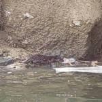 Nesli t&uuml;kenmekte olan su samuru Varto'da g&ouml;r&uuml;nt&uuml;lendi