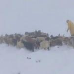 Başkale'de kar yağışı &ccedil;obanları olumsuz etkiledi