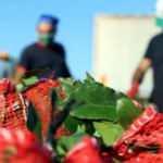 Defne yaprağını dünyaya ihraç ediyor