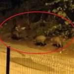 Domuzlar şehir merkezine inerek yiyecek aradı