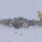 Kar yağışı &ccedil;obanları hazırlıksız yakaladı