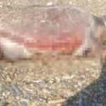 Caratta Caretta boynunda iple sahile vurdu