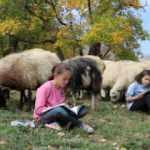 Hem koyun g&uuml;d&uuml;yorlar hem de ders &ccedil;alışıyorlar