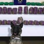 Kamyondaki 41 kilo eroini 'Lina' buldu