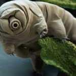 Uzayda bakterilerle madencilik yapılacak