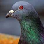 New Kim isimli g&uuml;vercin, satış fiyatıyla Ferrari'yi solladı