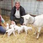 Beşiz doğuran keçi sahibini sevindirdi