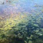 Eğirdir ve Beyşehir'de 'dip suyu' alarmı!