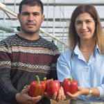 İki kardeş Antalya’da ürettikleri Kaliforniya biberini dünyaya ihraç ediyor